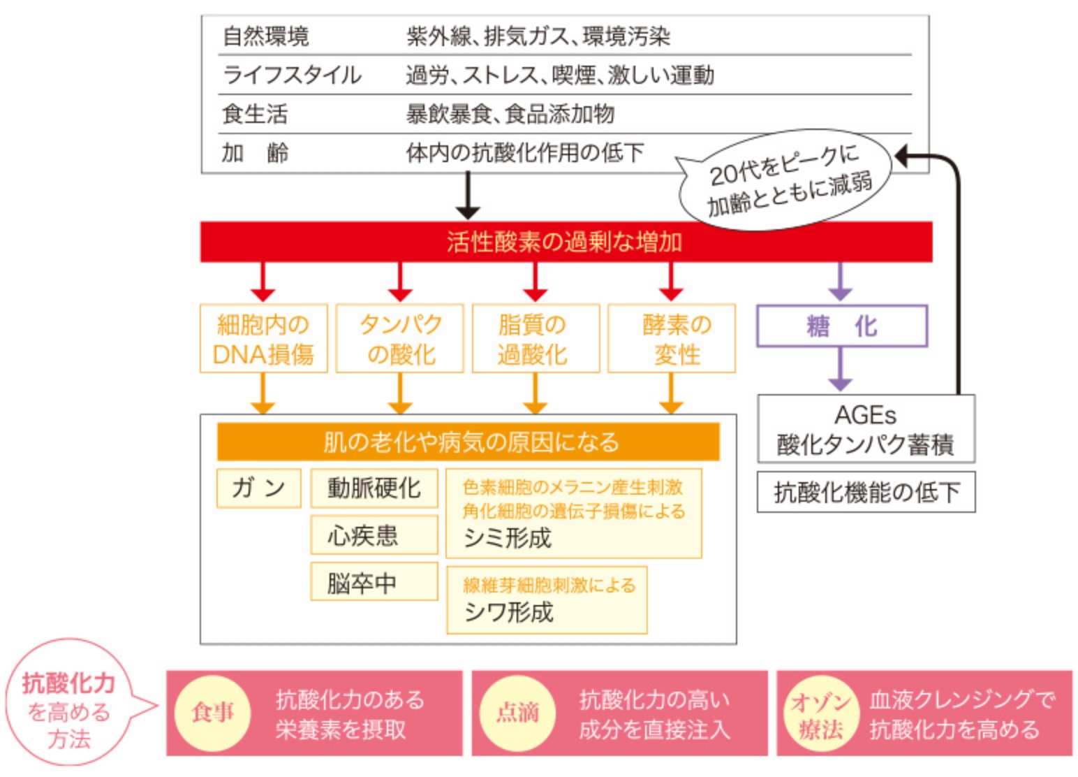 細胞を錆びつかせる「酸化」