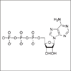 アデノシン三リン酸（ATP）