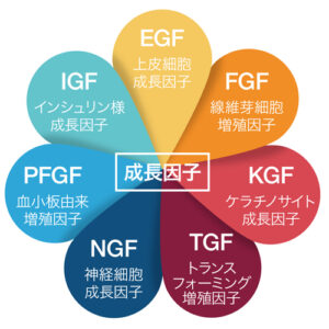 成長因子,グロースファクター