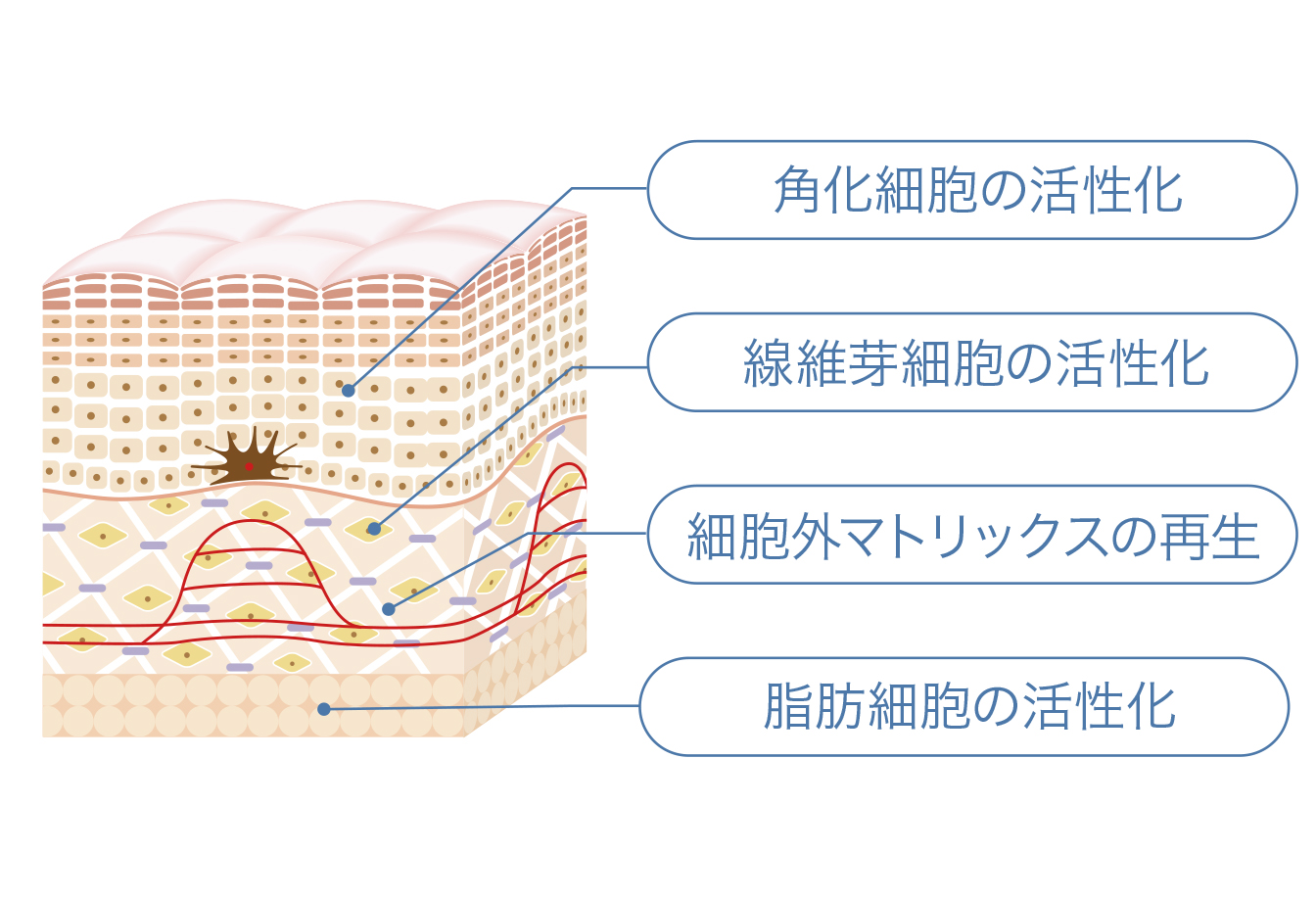 プロファイロ,PROFHILO,肌再生,スキンブースター,次世代型ヒアルロン酸,肌育注射,若返り,たるみ治療